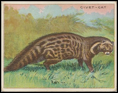 21 Civet-Cat